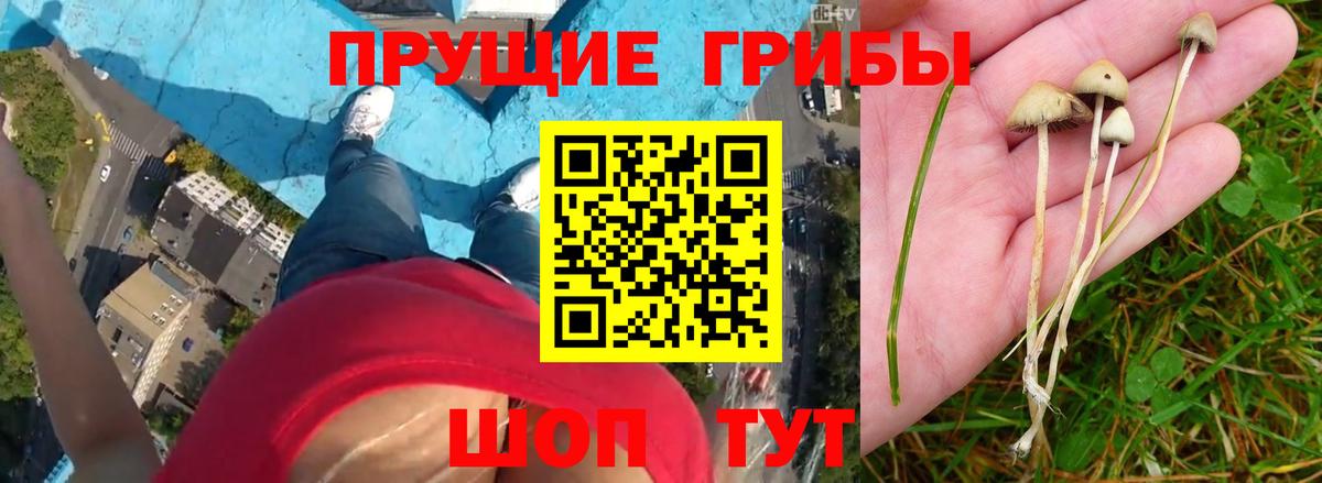Галлюциногенные грибы MAGIC MUSHROOMS Тулун